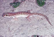 Pachydactylus wahlbergii