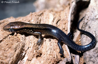 Ixbaac Brown Forest Skink