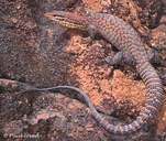 Black-spotted Ridge-tailed Monitor