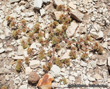 Chorizanthe angustifolia