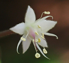 Tiarella trifoliata var. trifoliata