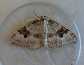 Silver-ground Carpet Moth