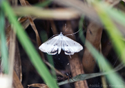 Small China Mark Moth