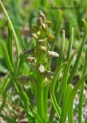 Chamorchis alpina