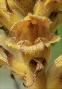 Orobanche gracilis