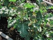 Brassica oleracea ssp. italica