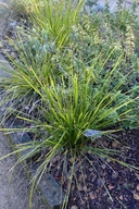 Lomandra longifolia