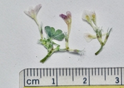 Trifolium sp.