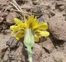 Crepis occidentalis ssp. occidentalis