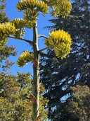 Agave parryi
