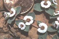 Chamaesyce albomarginata