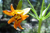 Sierra Tiger Lily