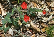 Silene laciniata ssp. californica