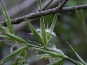 Elymus californicus