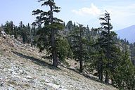 Klamath Foxtail Pine
