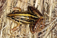 Leptodactylus plaumanni