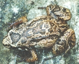 Marbled Tropical Bullfrog