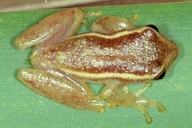 Dendropsophus sanborni