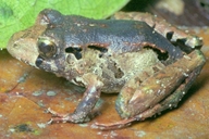 Eleutherodactylus sp.