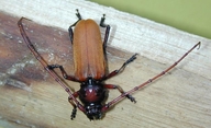 Agave Longhorned Beetle