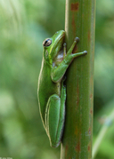 Hyla cinerea