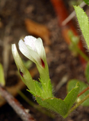 Trifolium monanthum ssp. parvum