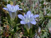 Gentiana affinis var. ovata