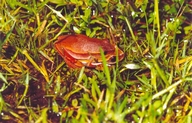 Dendropsophus rubicundulus