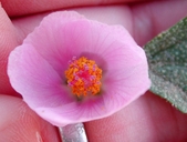 Sphaeralcea ambigua ssp. violacea