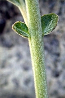 Salix delnortensis