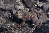 Philippine Discoglossid Frog