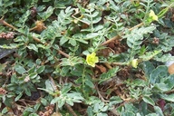 Tribulus terrestris