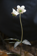 Chimaphila maculata