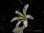 Lilium washingtonianum ssp. washingtonianum