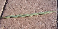 Thinopyrum pycnanthum