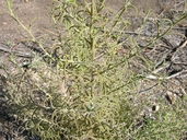 Cordylanthus ramosus