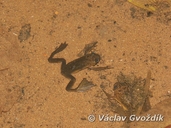 Clawed Frog