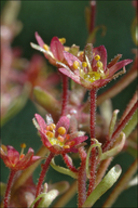Saxifraga exarata ssp. atropurpurea