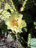 Depending On The Region: Delicate Prickly Pear