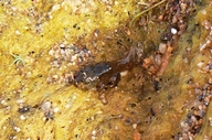 Anaxyrus microscaphus