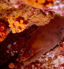 Moray eel and Banded Cleaner