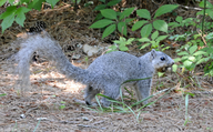 Delmarva Peninsula Fox Squirrel