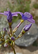 Gilia cana ssp. speciformis