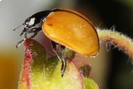 California Ladybird Beetle
