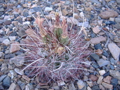 Sclerocactus polyancistrus