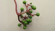 Cissus erosa ssp. erosa