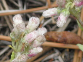 Antennaria rosea