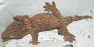 Rhacodactylus leachianus leachianus