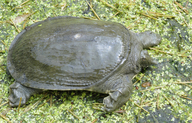Chinese Soft Shelled Turtle