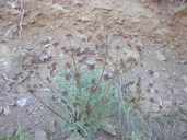 Fern-leaved Desert Parsley